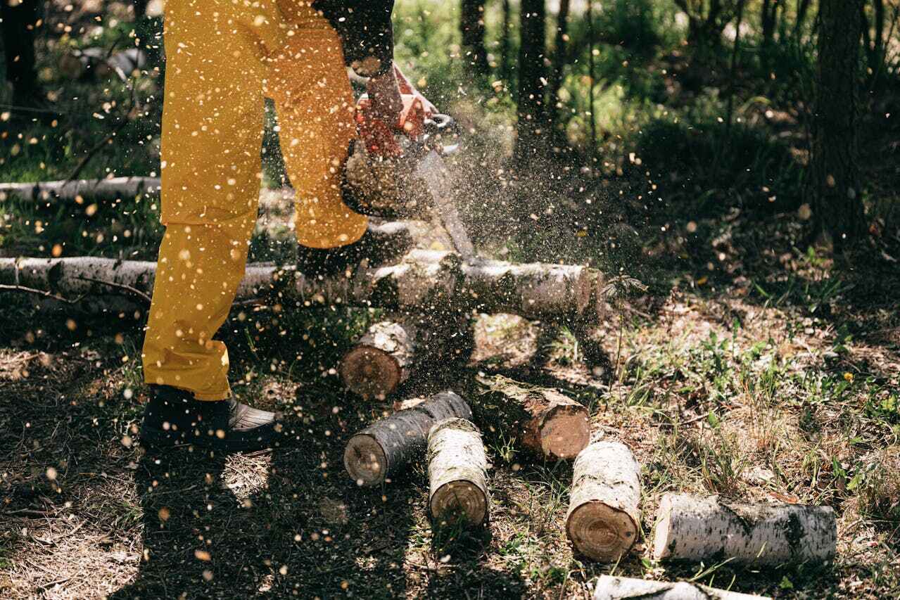 Emergency Storm Tree Removal